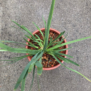 Lomandra hystrix - 1 gallon plant