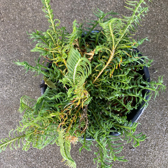 Lomandra obliqua - 1 gallon plant