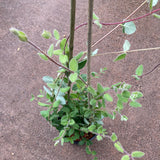 Lonicera hispidula - 1 gallon plant