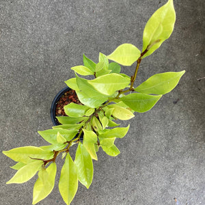 Magnolia figo - 1 gallon plant