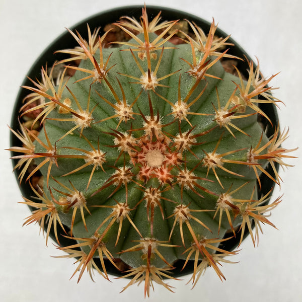 melocactus ruestii Melocactus intortus