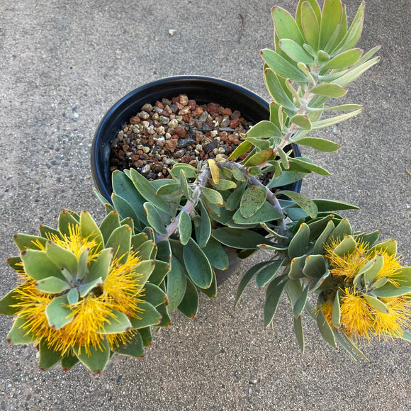 Mimetes chrysanthus - 2 gallon plant