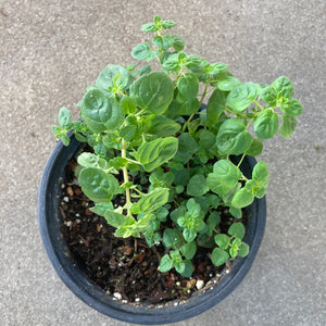Monardella villosa aff. subsp. villosa- 1 gallon plant