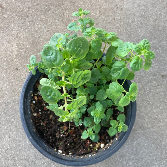 Monardella villosa aff. subsp. villosa- 1 gallon plant