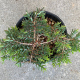 Melaleuca violacea (prostrate, fine form) - 1 gallon plant