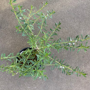 Myoporum parvifolium (large leaf) - 1 gallon plant