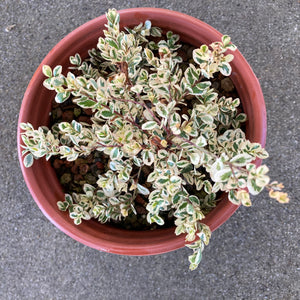 Myrsine africana 'Scarlett Marglin' - 1 gallon plant