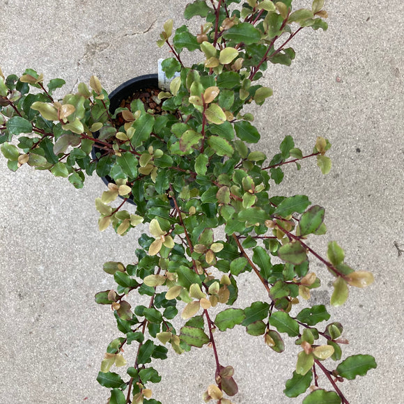 Myrsine australis - 1 gallon plant