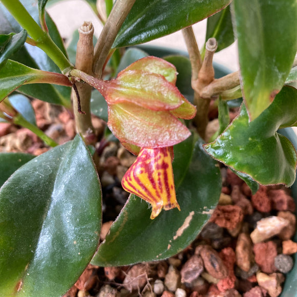 Nematanthus 'Tropicana' - 6 inch plant