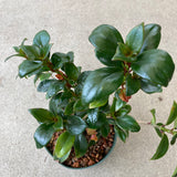 Nematanthus 'Tropicana' - 6 inch plant