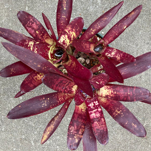 Neoregelia 'Fireball' - 6 inch plant