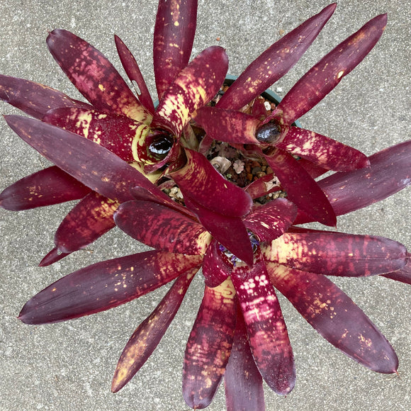 Neoregelia 'Fireball' - 6 inch plant