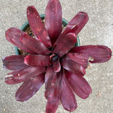 Neoregelia sp. - 6 inch plant