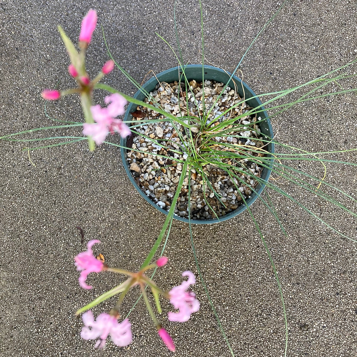 Nerine filifolia - 6 inch plant – Norrie's Gift and Garden Shop at the ...