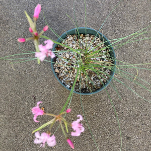 Nerine filifolia - 6 inch plant