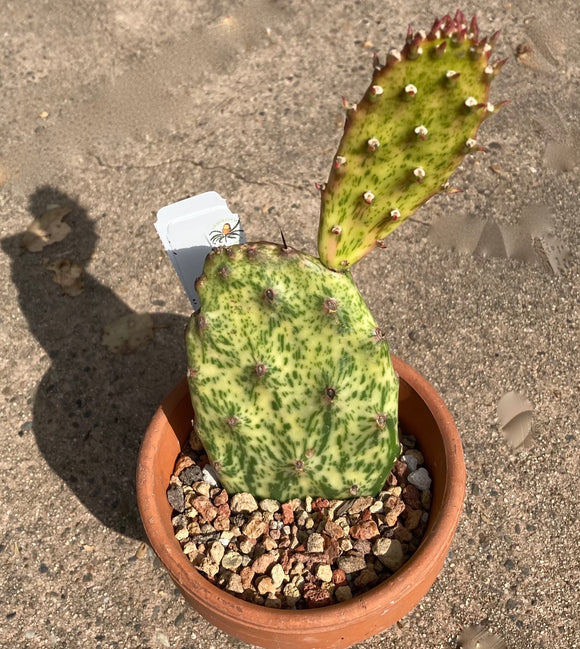 Nopalea cochenillifera f. variegata - 4 inch plant