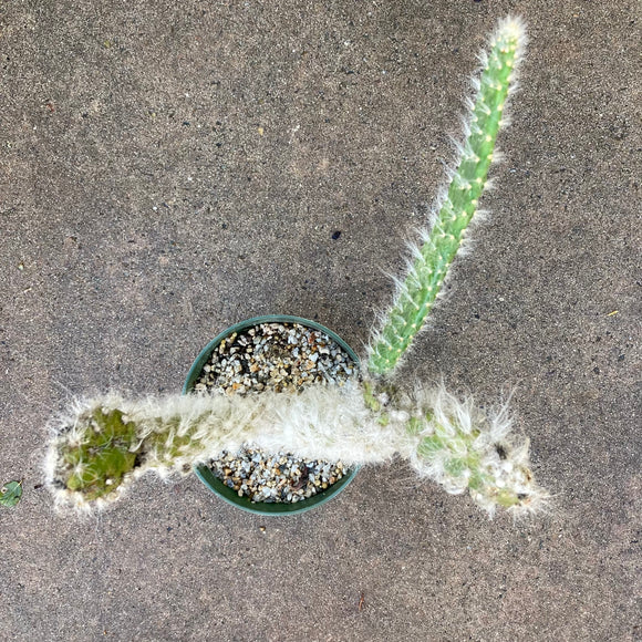 Opuntia erinacea 'Snow' - 6 inch plant