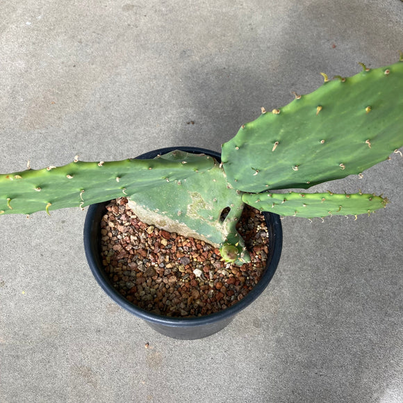 Opuntia gomei 'Old Mexico' - 2 gallon plant