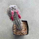 Oreocereus doelzianus subsp. sericatus - 2 gallon plant