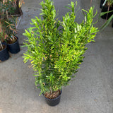 Orphium frutescens - 1 gallon plant