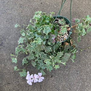 Pelargonium peltatum - 6 inch hanging plant