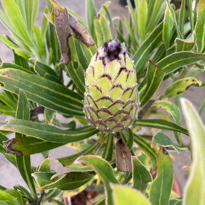 Protea neriifolia 'White Mink' - 2 gallon plant