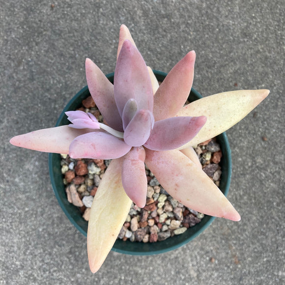 Pachyphytum werdermanii - 1 gallon plant