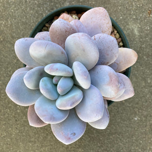 Pachyphytum oviferum 'Moonstones' - 6 inch plant