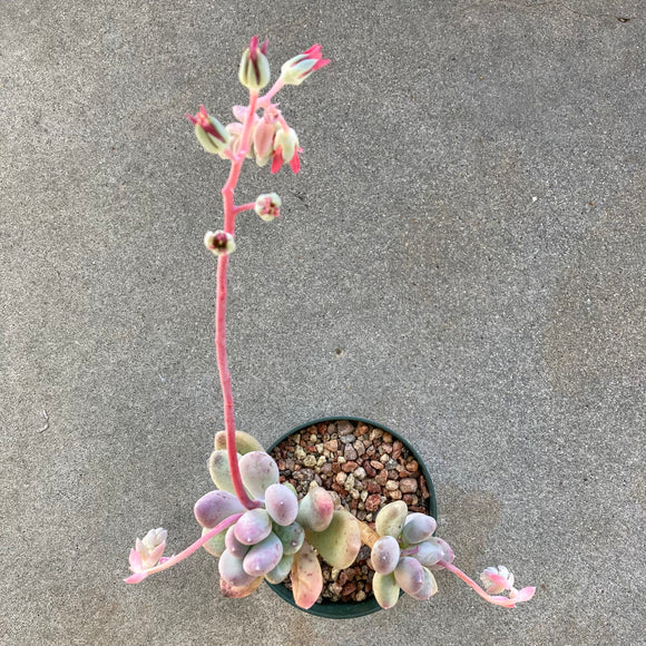 Pachyphytum glutinicaule - 6 inch plant