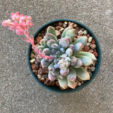 Pachyphytum sp. - 1 galllon plant