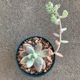 Pachyphytum sp. - 4 inch plant