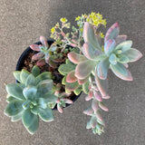 Pachyphytum sp. - 1 galllon plant