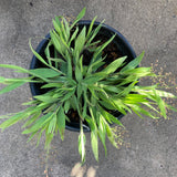 Panicum acuminatum - 1 gallon plant