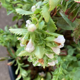 Penstemon deustus - 1 gallon plant