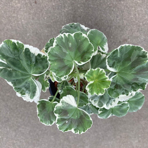 Pelargonium 'Wilhelm Langguth' - 1 gallon plant