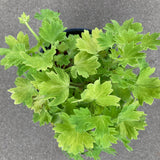 Pelargonium 'Stellar Limeleaf' - 1 gallon plant