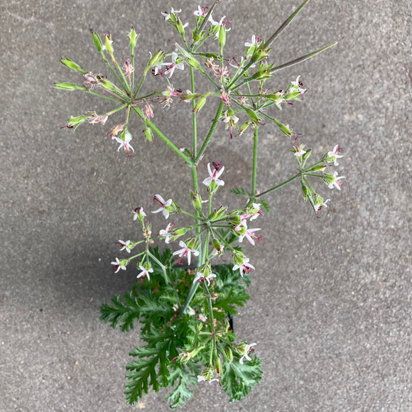 Pelargonium carnosum - 4 inch plant
