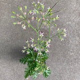 Pelargonium carnosum - 4 inch plant