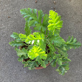 Pelargonium carnosum - 4 inch plant