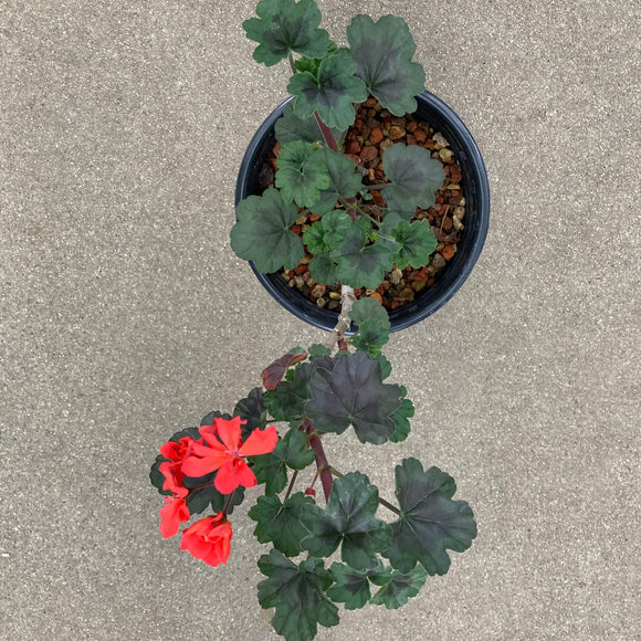 Pelargonium zonal 'Margann' - 1 gallon plant