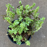 Penstemon deustus - 1 gallon plant