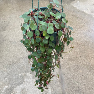Peperomia 'Ruby Cascade - 6 inch hanging plant