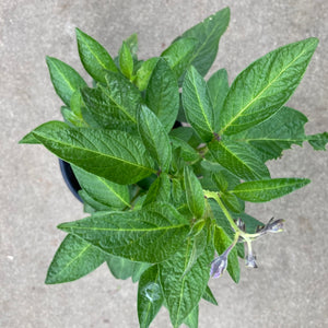 Pepino dulce - 1 gallon plant