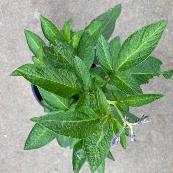 Pepino dulce - 1 gallon plant