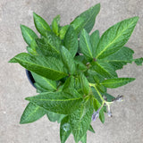 Pepino dulce - 1 gallon plant