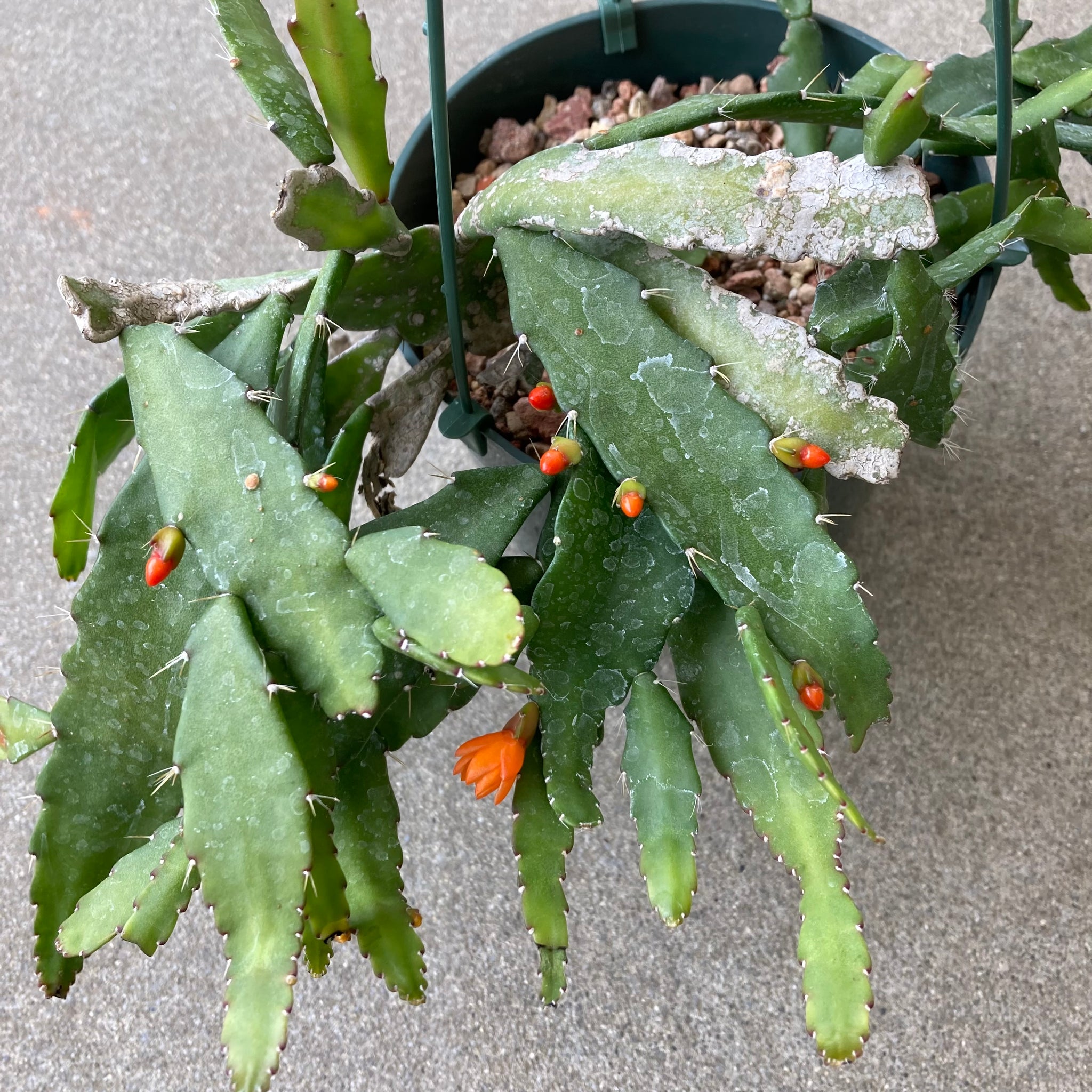 hanging plant with orange flowers Pfeiffera monacantha (orange flower)