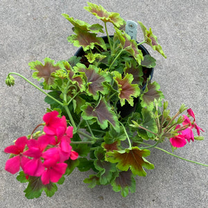 Pelargonium zonal 'Flame Lilac' - 1 gallon plant