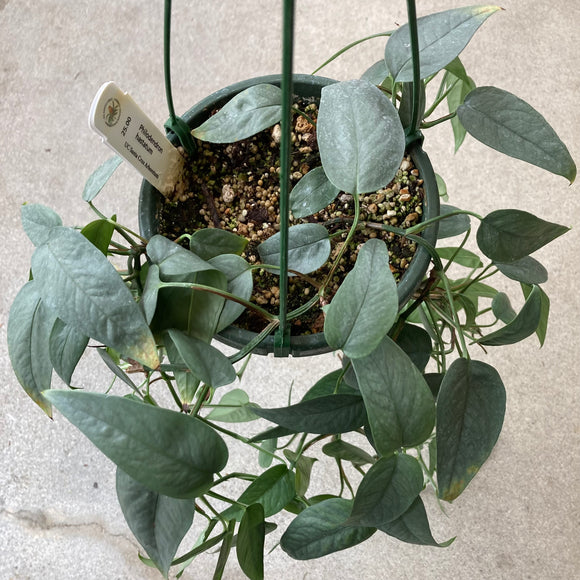 Epipremnum pinnatum 'Cebu Blue' - 6 inch hanging plant