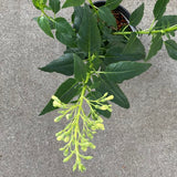Phygelius 'Moonraker' - 1 gallon plant