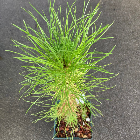 Pinus radiata - 4 inch plant